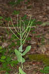 Clasping jewelflower